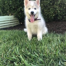 Pomsky Puppies from Ocean State Pomskies