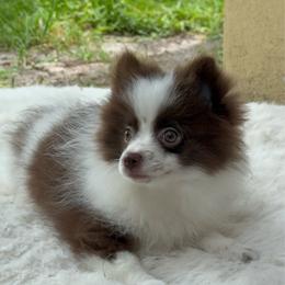 Truffle Mochi - Chocolate parti male Pomeranian puppy in Cape Coral, Florida from Moon Ranch Puppies