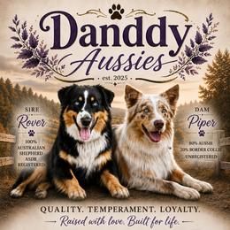 Australian Shepherd puppies from Danddy Aussies