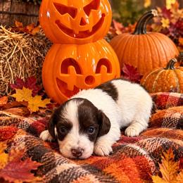 Punkin - Chocolate female Dachshund puppy in Hudson, Michigan from Mittentail Kennel Miniature Dachshunds & Australian Shepherds