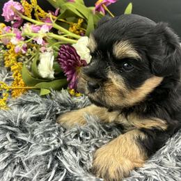 Rascal - Black male Miniature Schnauzer puppy in Sylvania, Georgia from Southern Sky Miniature Schnauzers