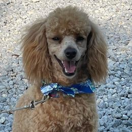 Archie - Poodle