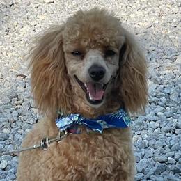 Archie - Poodle