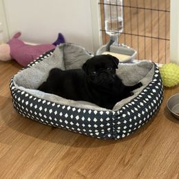 Pug Puppies from Wicked Kennel