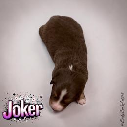 JOKER - Red Tri Male - Red tri-color male Australian Shepherd puppy in Gainesville, Texas from Lady Luck Aussies