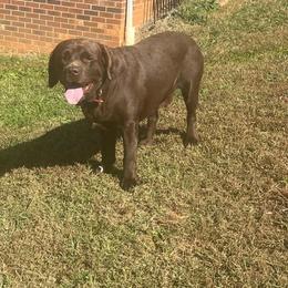 Labrador Retriever All Grown Up from Russell Creek Labradors