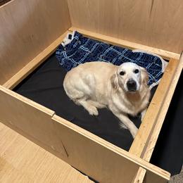 Golden Retriever All Grown Up from Alfalfa Lane Adventures