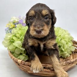 Indy - Phantom female Bernedoodle puppy in Thornville, Ohio from Four Front Doodles & Friends
