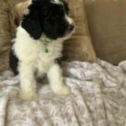 Sheepadoodle Puppies from Lilly’s Bobtails
