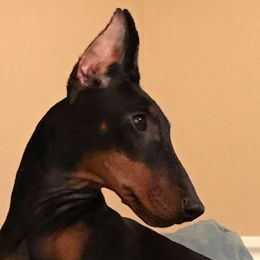 Mona  - Manchester Terrier