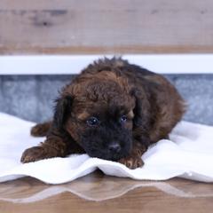 Jones - Red male Whoodle puppy in West Bend, Iowa from Blue Skies Terriers