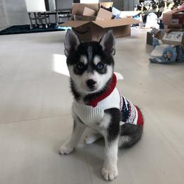 Pomsky Puppies from Pine Haven Puppies