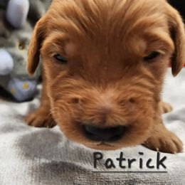 Golden Retriever Puppies from Soda Springs Kennel