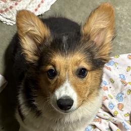 Sweet Baby - Black and tan female Pembroke Welsh Corgi puppy in Clarksdale, Missouri from Conley Pembroke Welsh Corgis