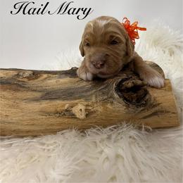 Hail Mary   1 spot available pick out 6 weeks old - Red  female Goldendoodle puppy in La Grange, Georgia from Heartfelt GoldenDoodles