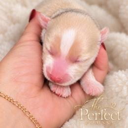 Ember - Red and white male Pomsky puppy in Boody, Illinois from PerfectPomskies