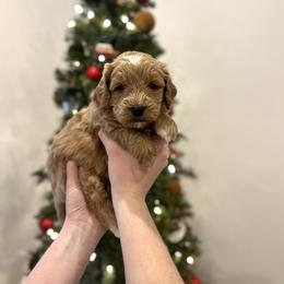 Frosty - Apricot male Goldendoodle puppy in Indianapolis, Indiana from Indy Doodle Co.