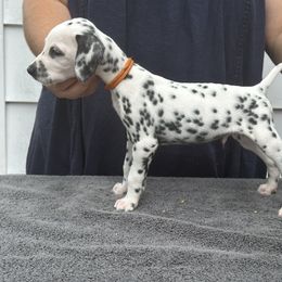 Boy 2 - White and black Dalmatian puppy in Richmond, Virginia from Darrfield