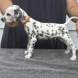 Boy 2 - White and black Dalmatian puppy in Richmond, Virginia from Darrfield
