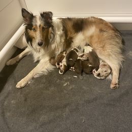 Shetland Sheepdog Puppies from Clark Kennel Shelties