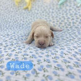 Boy 2 - male Cavapoochon puppy in Bullard, Texas from Cavapoochon Central LLC