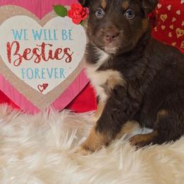 Red Tri Female - Red tri-color female Australian Shepherd puppy in Crossville, Alabama from Bluff View Aussies