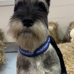 Standard Schnauzer Puppies from Uhlan Standard Schnauzers