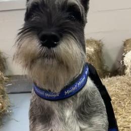 Standard Schnauzer Puppies from Uhlan Standard Schnauzers