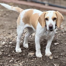 Indy - Beagle