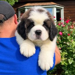 White Collar - Brown and white male Saint Bernard puppy in New York from Johnson Farms