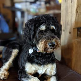 Daisy - Bernedoodle