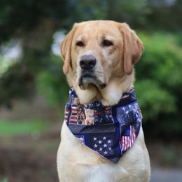 Maya - Labrador Retriever