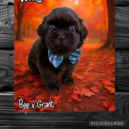Willie - Liver male Shih Tzu puppy in Beatrice, Nebraska from I Shih Tzu Not Puppies