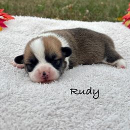 Rudy - White and red male Pembroke Welsh Corgi puppy in Boones Mill, Virginia from Cahas Corgis of Virginia