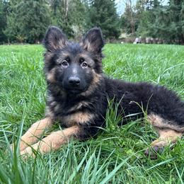 Purple Sugar Plum - Black and red female German Shepherd puppy in Bonney Lake, Washington from German Shepherds Von Washington