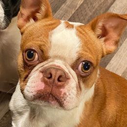 Zeke - Boston Terrier