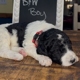 Red - Bruno - Parti male Goldendoodle puppy in Jasper, Georgia from Owen Doodles