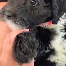 Sheepadoodle Puppies from Riley Grace Puppies