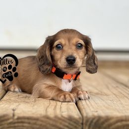 Murphy - Red male Dachshund puppy in Nashville, Arkansas from Cuddles n Curls