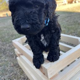 Labradoodle Puppies from Ross Farm Doodles