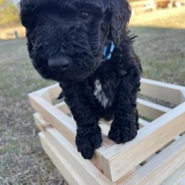Labradoodle Puppies from Ross Farm Doodles
