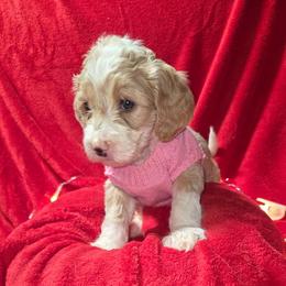 Marcie - Apricot female Aussiedoodle puppy in Cumberland, Rhode Island from W Doodle Crew