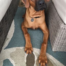 Rhodesian Ridgeback Puppies from Heritage Rhodesian Ridgebacks