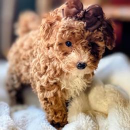 Ruby - Red  female Poodle puppy in Utica, Ohio from Poodle Me Crazy