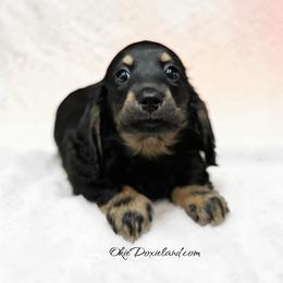 Tripp - Black and cream male Dachshund puppy in Oklahoma City, Oklahoma from OkieDoxieland Dachshunds