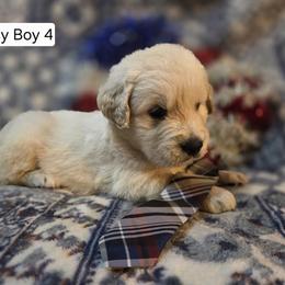 Lacy Boy 3 - Light golden male Golden Retriever puppy in Niles, Michigan from Family Raised Goldens