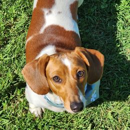 Daphne - Dachshund