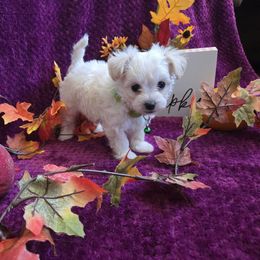 Casper - White male Maltipoo puppy in Sahuarita, Arizona from Cowgirl's Legacy