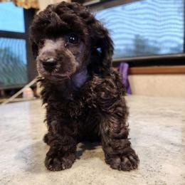 Cyclone - Silver male Poodle puppy in Harrisonville, Missouri from Kurly Q Poodles