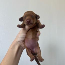 MOTORHEADS AURORA - Red female Dachshund puppy in Yucaipa, California from Motorhead Dachshunds